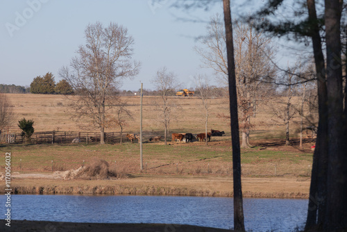 Cows Grazing in a Field Adjacent to a Golf Course