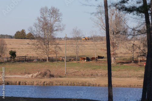 Cows Grazing in a Field Adjacent to a Golf Course