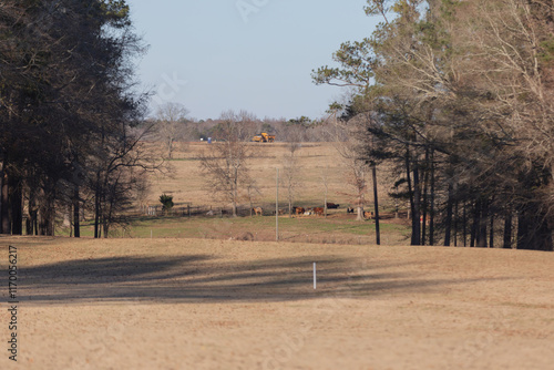 Cows Grazing in a Field Adjacent to a Golf Course
