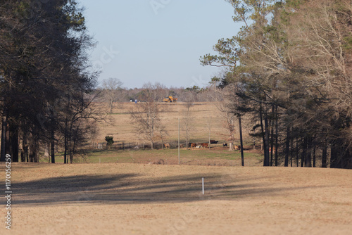 Cows Grazing in a Field Adjacent to a Golf Course