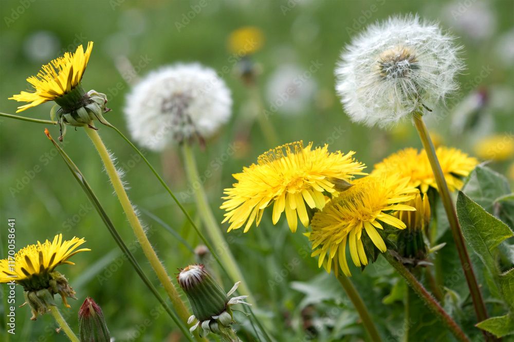 A close-up of dandelion flowers in full bloom A close-up of dandelion flowers in full bloom