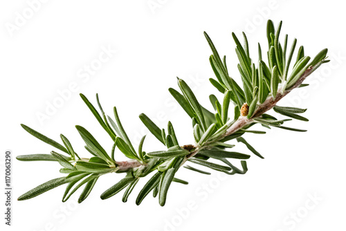 twig of rosemary isolated on transparent  background