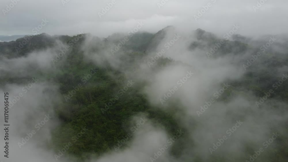 Majestic drone view of a misty tropical jungle, where dense emerald foliage meets the soft embrace of rolling fog. Majestic drone view of a misty tropical jungle, where dense emerald foliage meets the soft embrace of rolling fog.