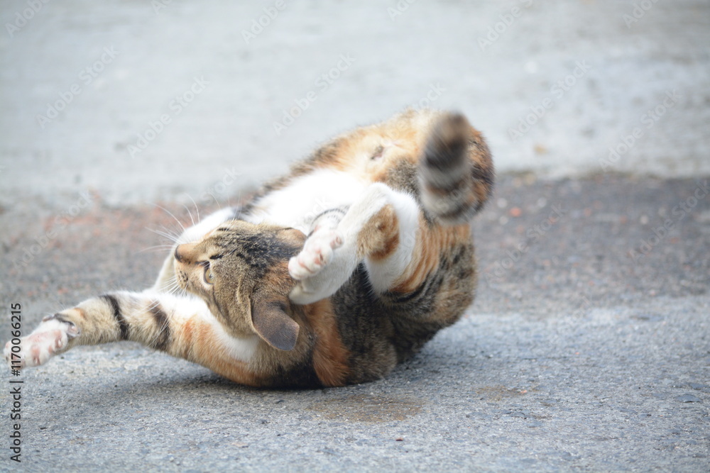 Fototapeta premium stray cat on the street with blurred background