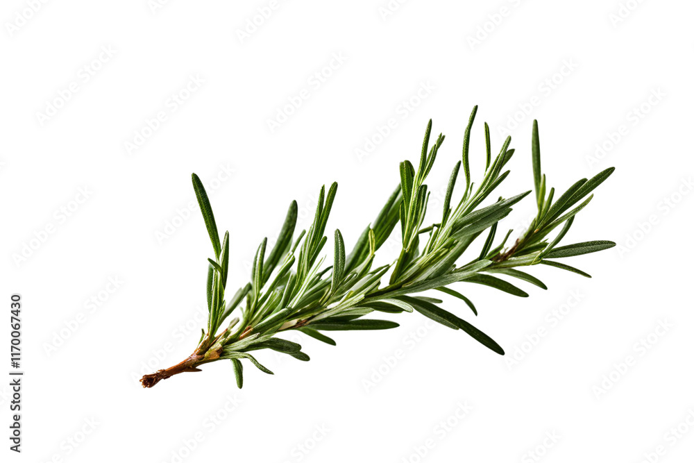 twig of rosemary isolated on transparent background twig of rosemary isolated on transparent background