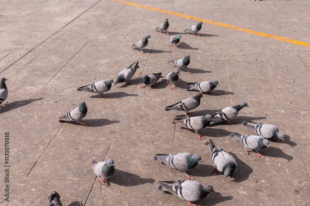 A group of doves on the cement floor outside A group of doves on the cement floor outside