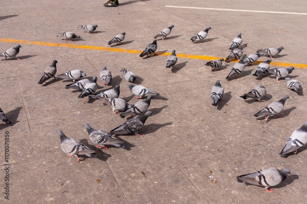 Obraz premium A group of doves on the cement floor outside