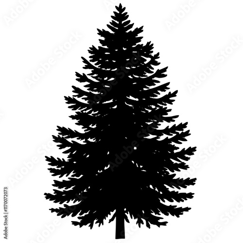 European Silver Fir Silhouette on White