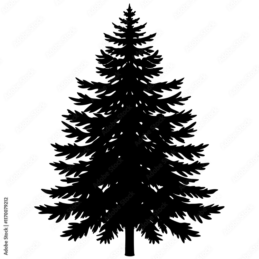 Balsam Fir (Abies balsamea) Silhouette on White Balsam Fir (Abies balsamea) Silhouette on White