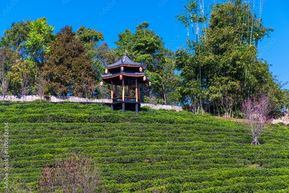 Chinese village of Ban Rak Thai with traditional houses in tea plantation, Thailand Chinese village of Ban Rak Thai with traditional houses in tea plantation, Thailand