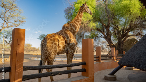 Canvas Print giraffe in the park