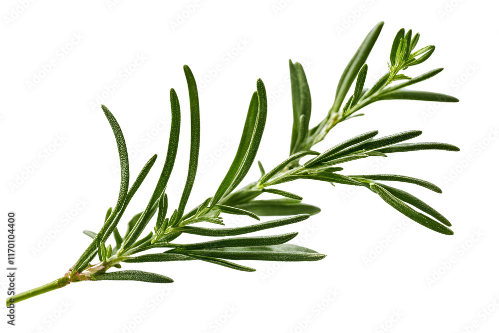 Fototapeta premium twig of rosemary isolated on transparent background