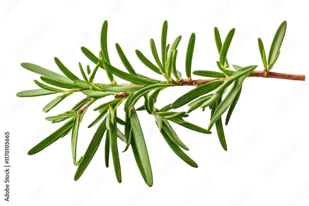 twig of rosemary isolated on transparent background twig of rosemary isolated on transparent background