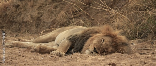 Photography Lion in Namibia