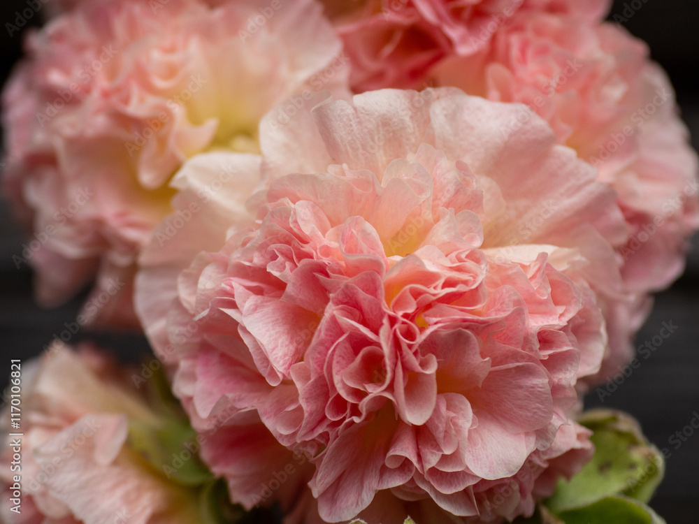 Peaches N’ Dreams Double Hollyhock, Alcea Rosea closeup. First year flowering hollyhock with creamy peach blooms some of which are tinged with raspberry pink. Plants and flowers of a classic garden Peaches N’ Dreams Double Hollyhock, Alcea Rosea closeup. First year flowering hollyhock with creamy peach blooms some of which are tinged with raspberry pink. Plants and flowers of a classic garden