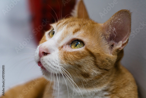 Close-up Portrait of Vietnam's Orange Cat