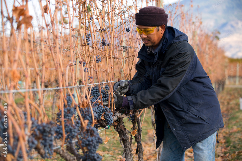Obraz premium Grape Harvesting Autumn Season Okanagan Valley British Columbia
