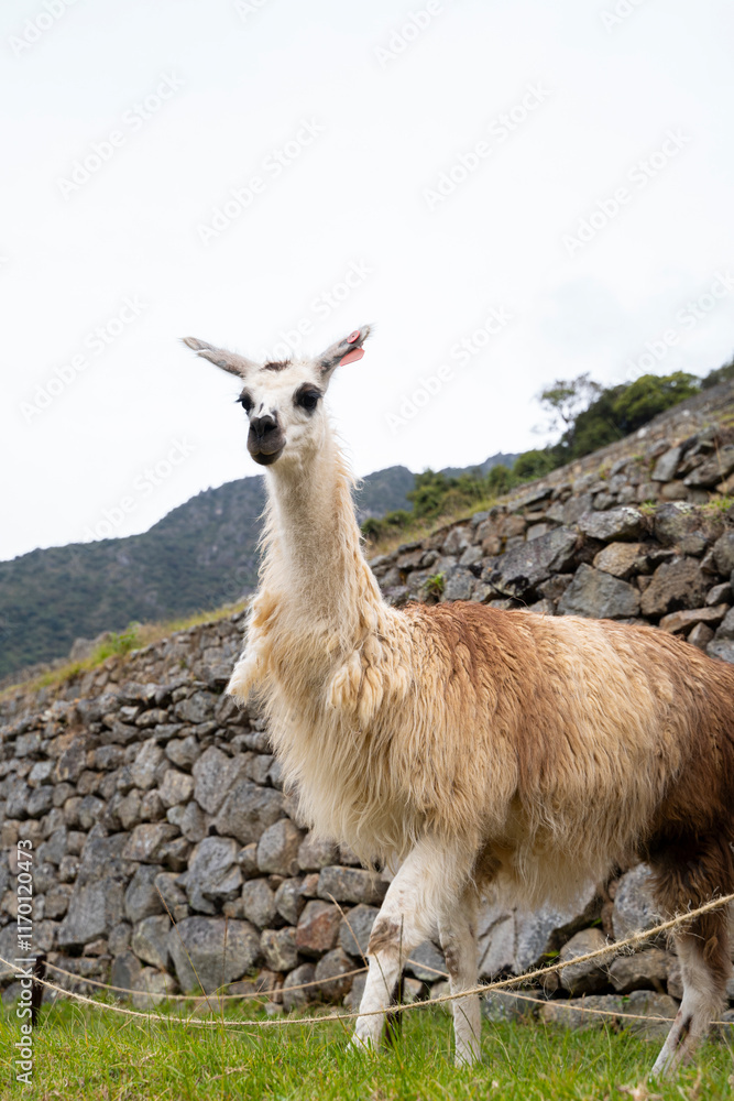 Obraz premium Llama en machu picchu
