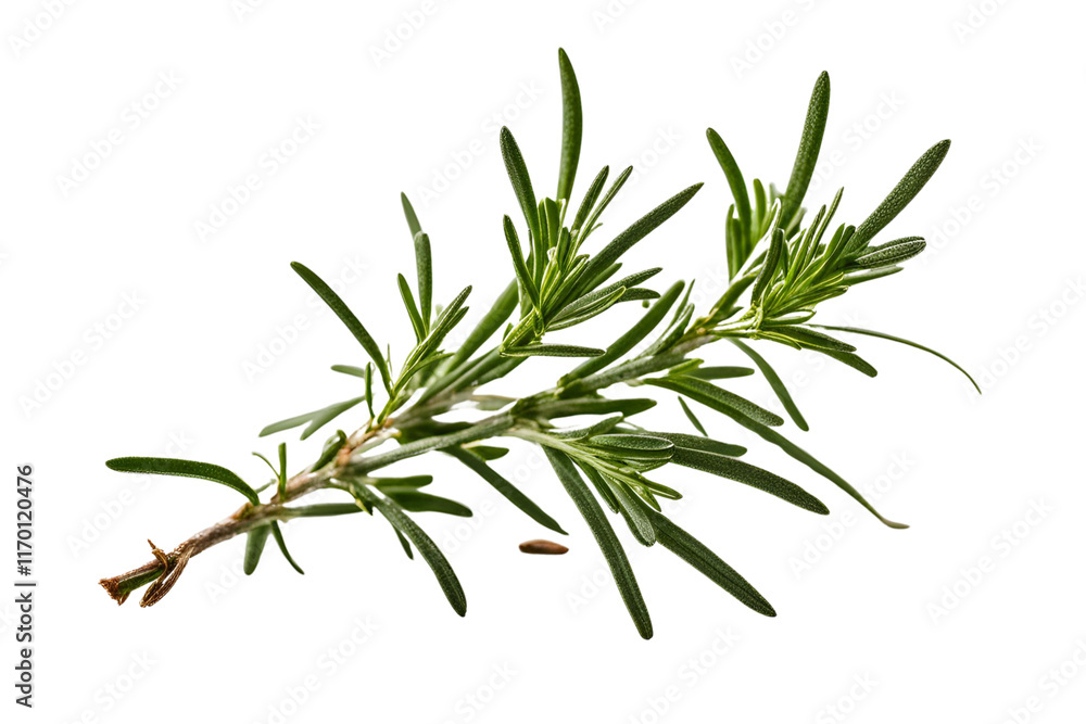Fototapeta premium twig of rosemary isolated on transparent background