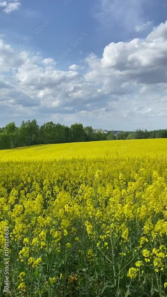 blooming rapeseed against the blue sky on a sunny day blooming rapeseed against the blue sky on a sunny day