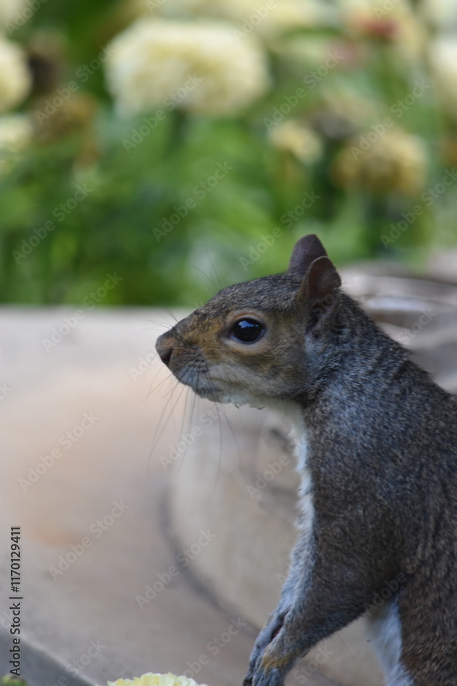 Obraz premium Squirrel in the park
