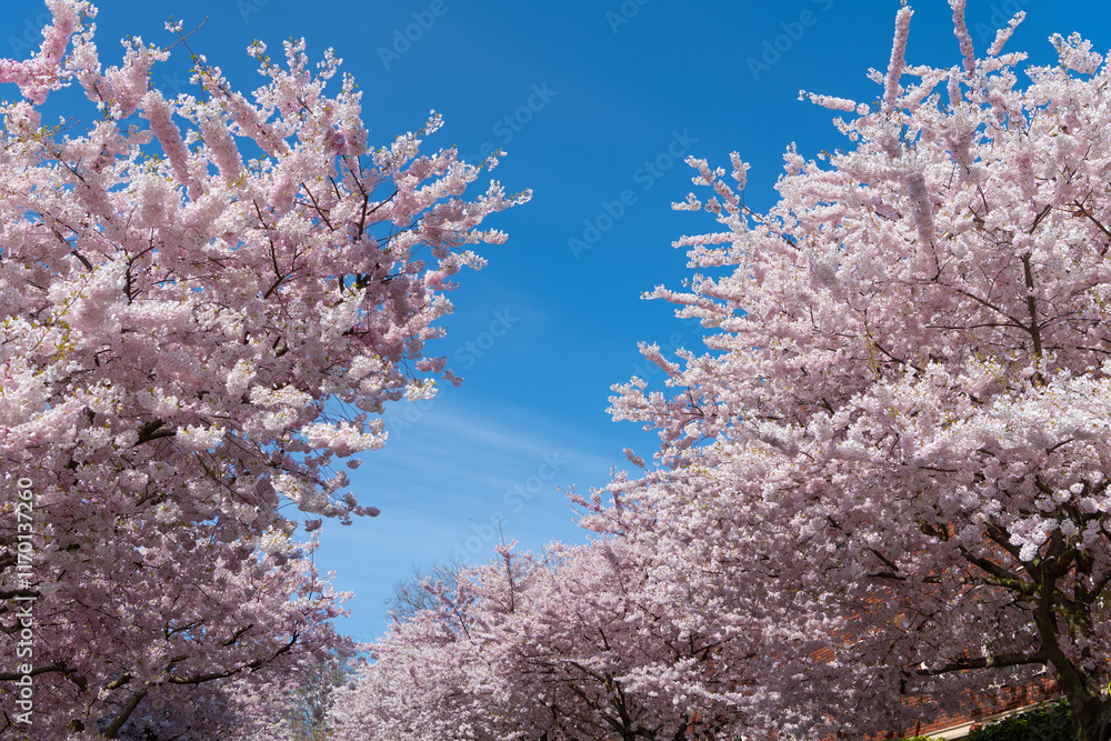 Spring nature. Sakura tree blossom. Beautiful pink spring Sakura flower on a tree. Pink flower blooms. Sakura tree in bloom in spring. Beautiful spring season. Sakura tree blossom Spring nature. Sakura tree blossom. Beautiful pink spring Sakura flower on a tree. Pink flower blooms. Sakura tree in bloom in spring. Beautiful spring season. Sakura tree blossom