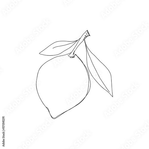 Sketch outline of a lemon on a twig with leaves, black and white linear pattern, isolated on a white background, vector. Citrus fruit, an element for design, decoration, labels