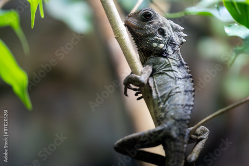 Boyd's Forest Dragon on branch photo