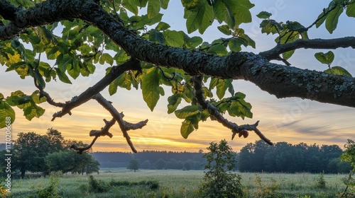 Branches of a chestnut tree at sunrise nature reserve moenchbruch moerfelden-walldorf hesse germany europe photo