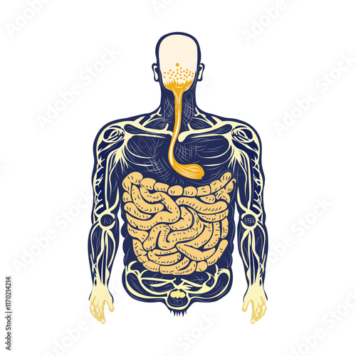 A vintage illustration of digestive tract