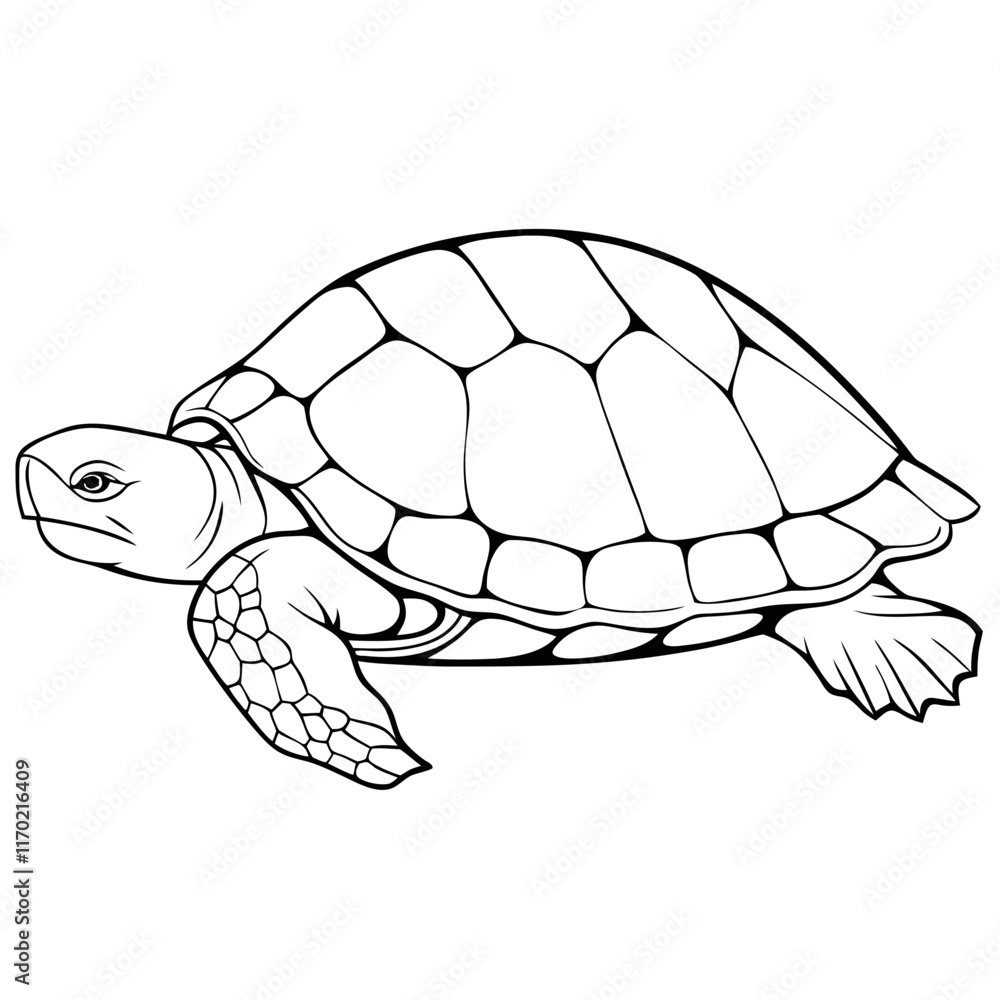 Fototapeta premium turtle