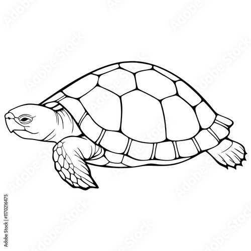 turtle