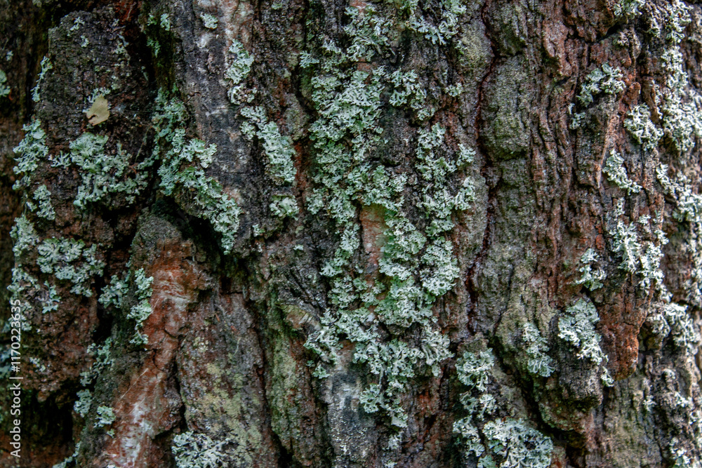 Moss on the bark of an old tree closeup. Rough prints of tree bark. Moss on the bark of an old tree closeup. Rough prints of tree bark.
