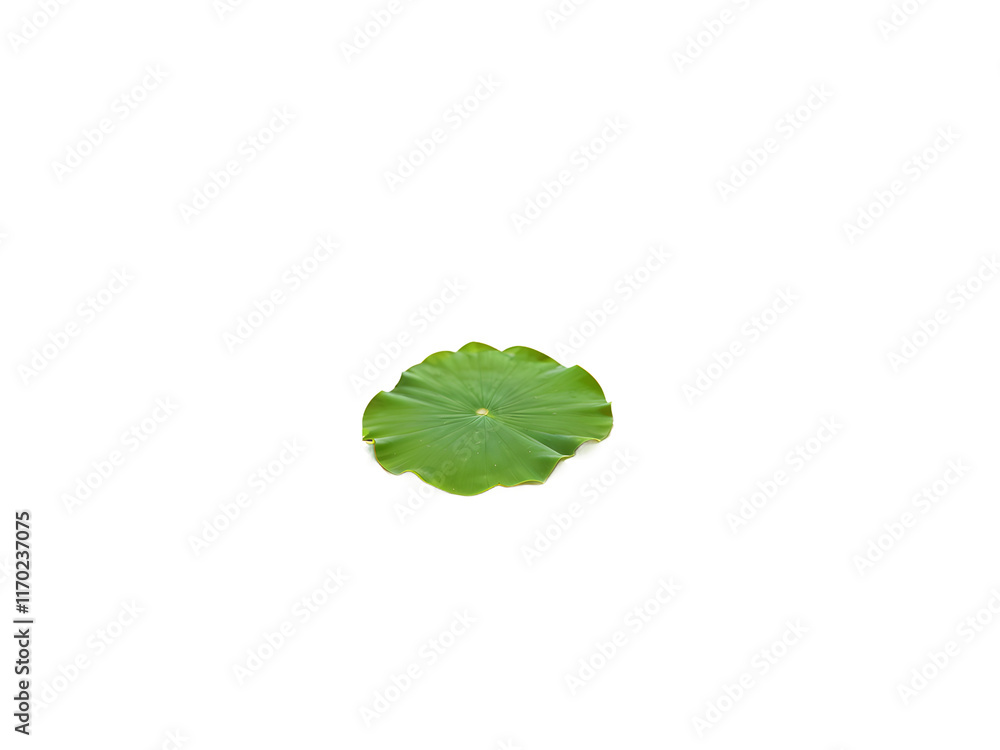 green leaf water lily isolated on a transparent background green leaf water lily isolated on a transparent background