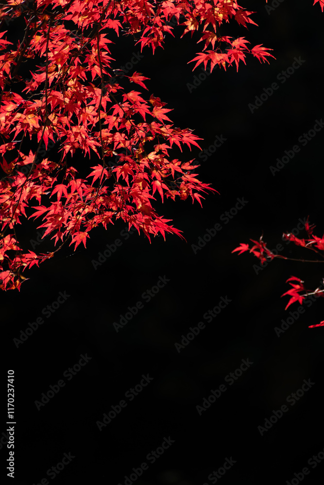 Close up to colorful leaves during the autumn season in Japan Close up to colorful leaves during the autumn season in Japan