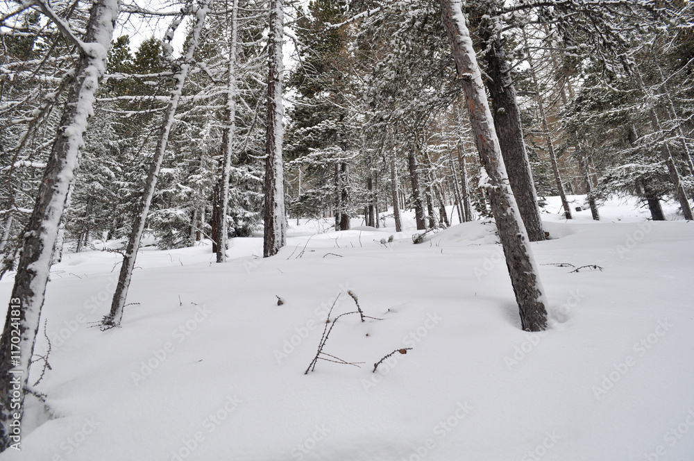 Beautiful background on a Christmas theme with snowdrifts, snowfall and a blurred background. Snow, forest, trees Beautiful background on a Christmas theme with snowdrifts, snowfall and a blurred background. Snow, forest, trees