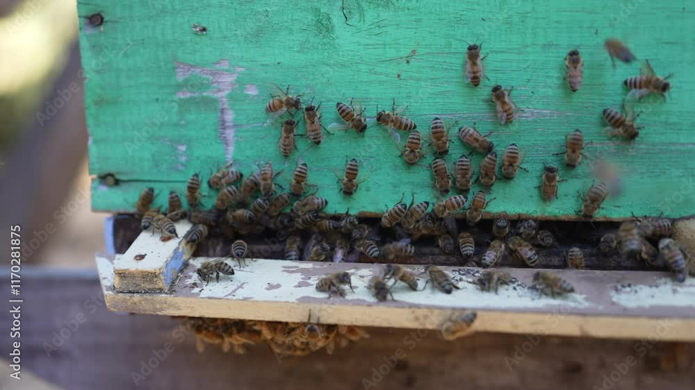 Honey bees swarm around the entrance of a colorful wooden hive in Quilpué, Chile, on a sunny day Honey bees swarm around the entrance of a colorful wooden hive in Quilpué, Chile, on a sunny day
