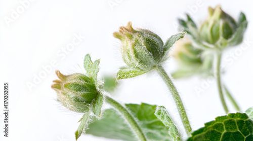 Closeup of delicate green flower buds and plant stems photo