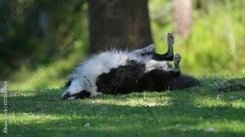 Slow motion clip of Border Collie rolling on his back