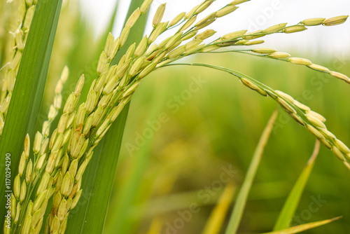 Close-up of rice seeds on rice cobs in the rice field.