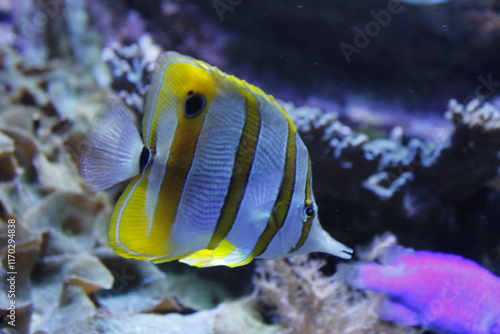 Colorful butterfly fish swimming in coral reef