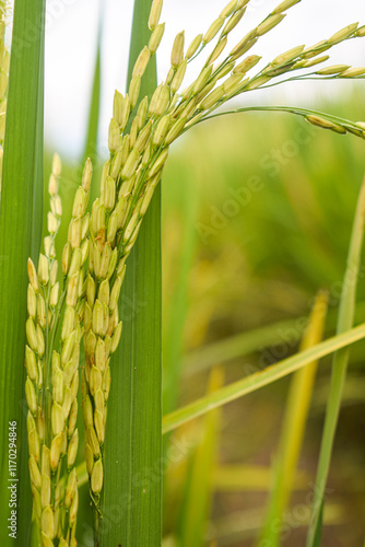 Close-up of rice seeds on rice cobs in the rice field.