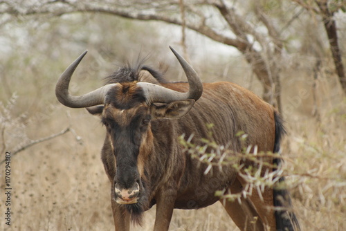 Close-up of a wildebeest in natural habitat