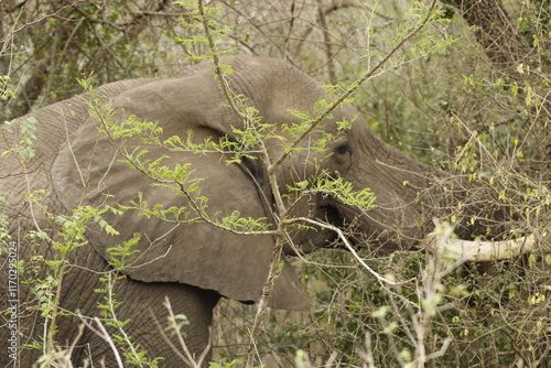 Elephant among foliage