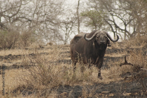African buffalo in dry landscape