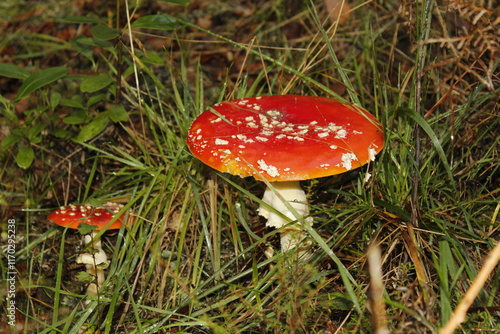 Vibrant red mushrooms in green grass