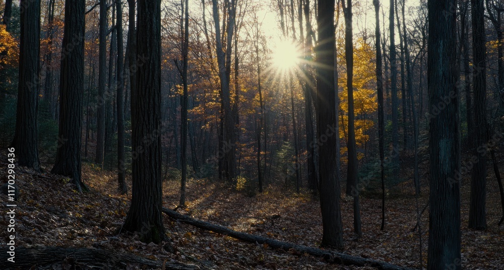 Obraz premium Autumnal Forest Sunset: Golden Rays Filtering Through Trees