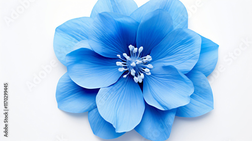 blue flower isolated on white