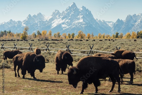 Bison graze in a meadow, with snow-capped Teton mountains in the background. Wildlife scene. Grand Teton National Park, Moran, Wyoming, USA.