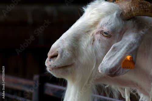 White goat on the farm
